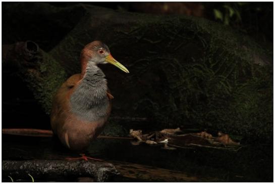 Du kannst dich freuen: Dein Foto .-Papiliorama Kerzers-. wird am 30.05.2013 von 19:00 bis 20:00 Uhr auf unserer Startseite  http://www.fotocommunity.de präsentiert.