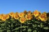 Sonnenblumen